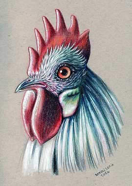 Rooster Portrait Drawing