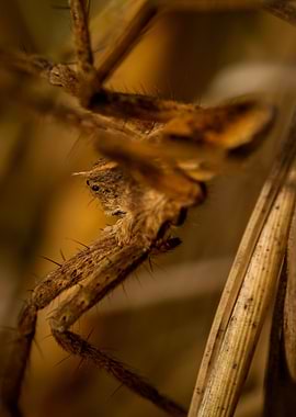 Close-up of a spider on dry grass