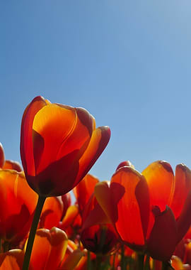 Close-up of Red Tulips Against Blue Sky