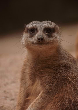 Close-up of a Meerkat