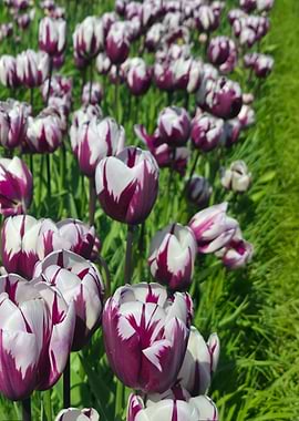 Purple and White Bicolored Tulips
