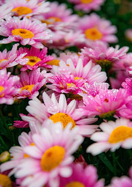 Pink Daisies with Water Droplets