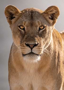 Close-up of a Lioness Face
