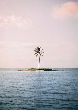 Solitary Palm Tree on a Tropical Island