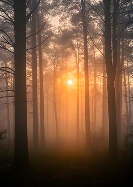 Misty Forest Sunrise