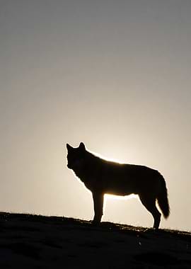 Wolf silhouetted against the sun