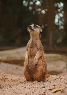Meerkat Alertness