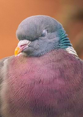 Close-up of a sleeping pigeon