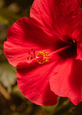 Close-up of a Red Hibiscus Flower