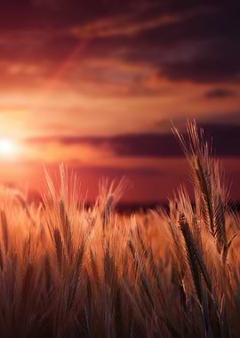 Golden Wheat Field at Sunset