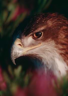 Close-up of a hawk's head