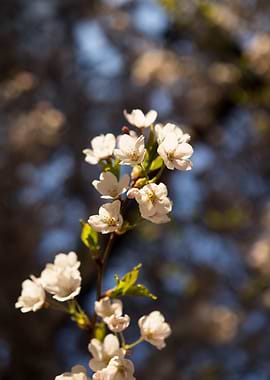 Delicate White Cherry Blossoms on a Branch