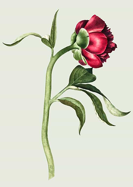 Red Peony Bud and Leaves