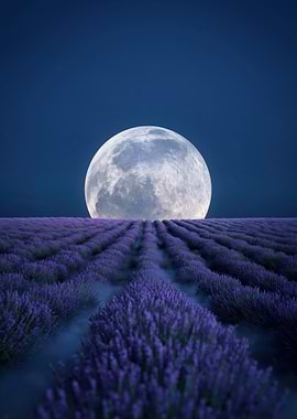 Moonlit Lavender Field