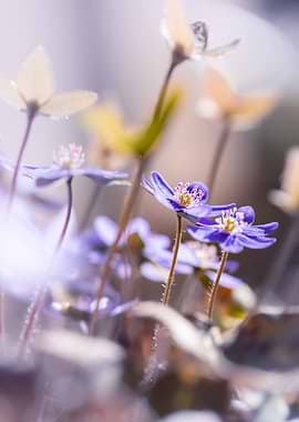 Delicate Blue Flowers in Soft Light