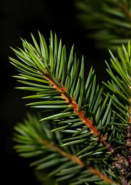 Close-up of a Pine Tree Branch