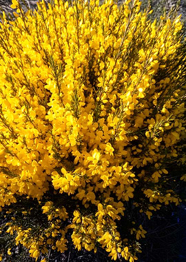 Vibrant Yellow Broom Flowers