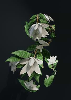 White Magnolia Flowers and Leaves