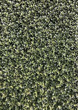 Dense Green Hedge Background