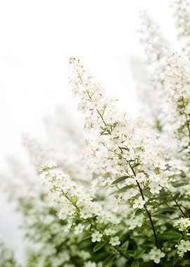 Delicate White Flowers on White Background