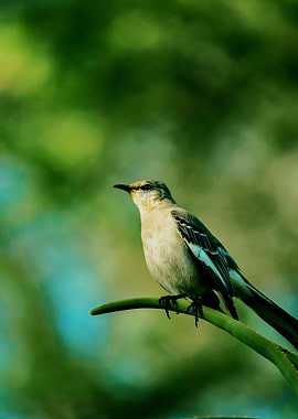 Bird perched on a green plant