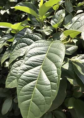 Close-up of lush green leaves