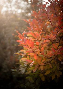 Autumn Leaves in Sunlight