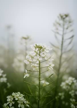Delicate white flowers in fog