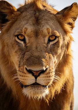 Close-up of a Lion's Face
