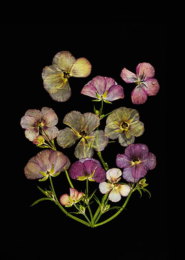 Pressed Flowers on Black Background