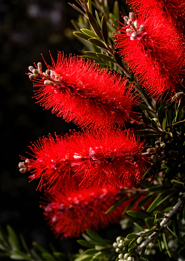 Red Bottlebrush Flowers