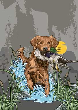 Hunting Dog Retrieving Duck in Marsh Sunset Poster