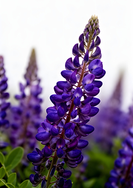 Purple Lupine Flowers in Bloom