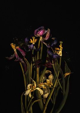 Withered Tulips with Yellow Pollen on a black background