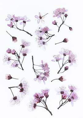 Pressed Cherry Blossoms on White Background