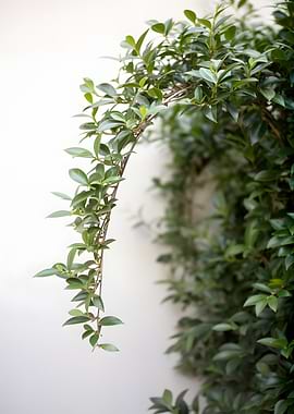 Green Vine Against White Wall
