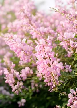 Delicate Pink Flowers in Bloom