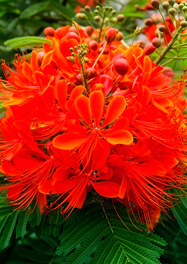 Vibrant Orange Peacock Flower Cluster
