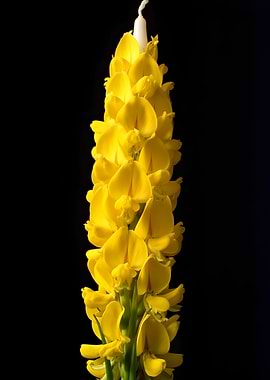 Yellow Flower Candle