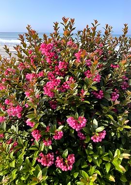 Pink Flowers by the Ocean