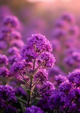Purple Flowers in Soft Light