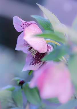 Pink Hellebore Flower Macro