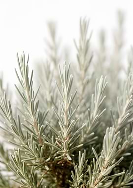 Close-up of Rosemary Plant