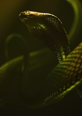 Close-up of a Cobra Snake