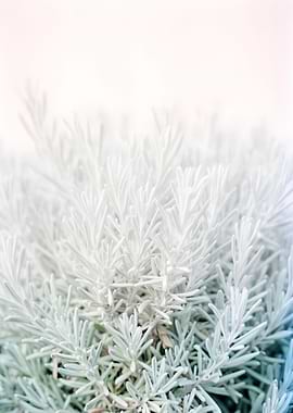 Soft Focus Lavender Sprigs
