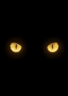 Glowing Cat Eyes in Darkness