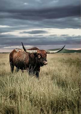 Longhorn Bull in a Grassy Field