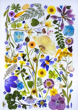 Pressed Flowers Collage