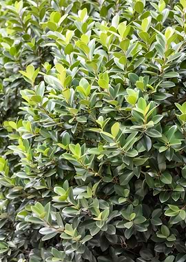 Lush Green Bush with Vibrant Leaves