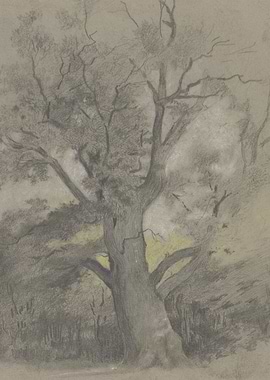 Pencil Sketch of a Large Oak Tree